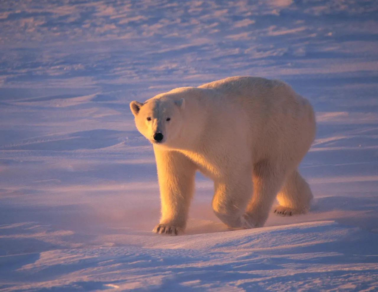 Eco Art Therapy Life - Jennifer Ramsay - Active Hope y El Trabajo que Reconecta